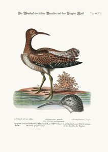 A Whimbrel, vagyis a kis cankó, és a papírmoha, 1749-73